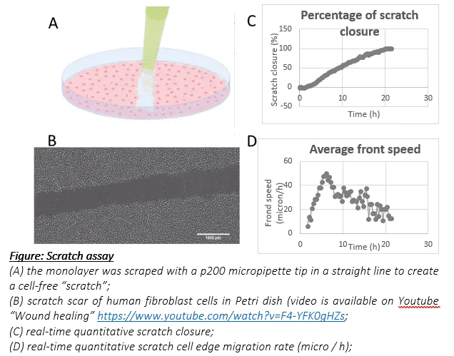 Cell Migration Assay Scratch Assay by IPRASENSE CYTONOTE